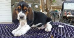 Chunky Hunky Basset Puppies Ready For Sale