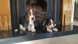 Basset Hound Puppies Available Now