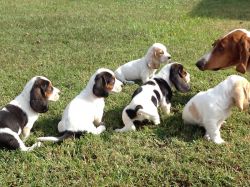 Bassett hound puppies