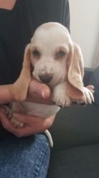 Basset Hound Puppies for You