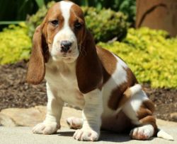 adorable face and big Basset Hound Puppies » Gemma