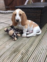 Basset Hound puppies available right now