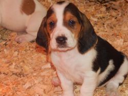 Beautiful AKC Basset Hound Puppies-