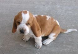 Basset Hound puppies available for sale $400