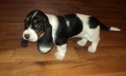 Adorable trained Basset Hound puppies available for sale
