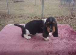 Best Basset puppies ever available for new homes