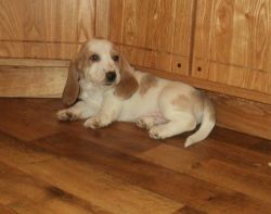 loveable basset hound pups for sale