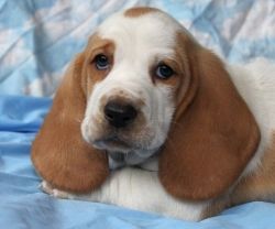 Basset Hound puppies for sale now with papers .