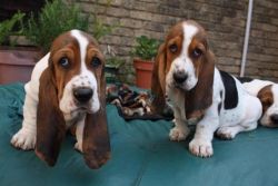 4 basset hound puppies ready