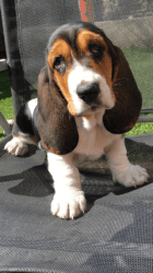 Beautiful Basset Hound Puppies For Sale