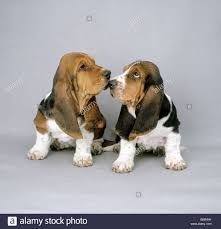 Champion Sired Basset Hound Puppies