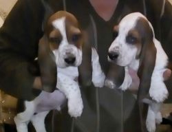 Champion Sired Basset Hound Puppies