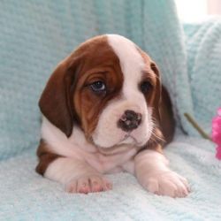English Bully Basset Puppies For Sale