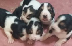 Pedigree Basset Hound Puppies