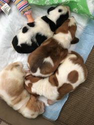 Registered Basset Pups