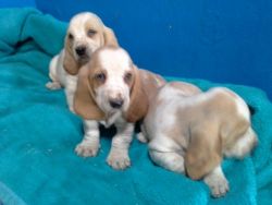 Pedigree bassett hound puppies ready to leave Daisy is our family pet