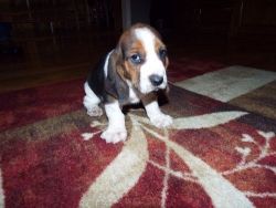 Tri color male and female BASSET HOUND puppies
