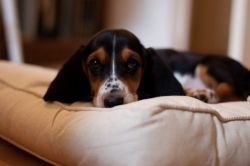 loving home for our Basset hound puppy.