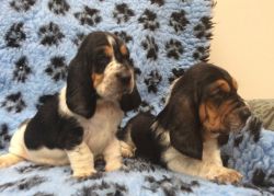 Adorable Litter Of Basset hound Puppies(xxx) xxx-xxx0