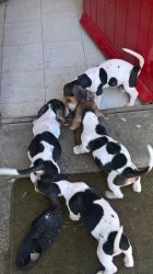 Beautiful Basset Hound puppies