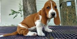 Top Home Trained Basset Hound Puppies