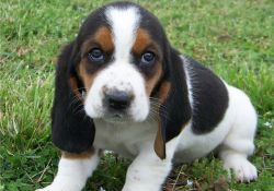 Male and female Basset Hound pups