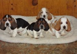 Adorable Basset Hound puppies for sale