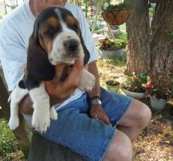 Healthy House Trained Basset Hound Puppies