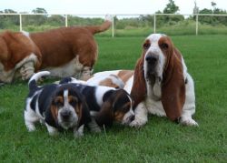 4 Basset Hound Puppies For Rehoming