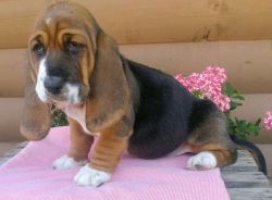 Lovely Basset Hound Puppies Ready For Sale