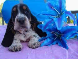 AKC Female and Male Basset Hound available,