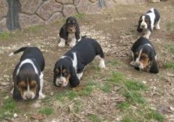 Sweet and Lovely Basset Hound Puppies