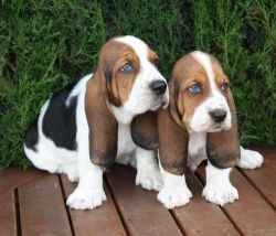 Basset Hound puppies.