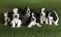 Stunning Tri-colour Basset Hound Puppies
