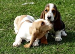 Beautiful Basset Hound For Sale