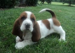 Adorable M/F Basset Hound Puppies For Sale