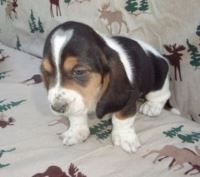 Lovely and Caring Basset hound puppies