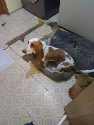 Selling my 7 months old Bassett hound