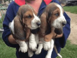 Standard size Basset Hound puppies
