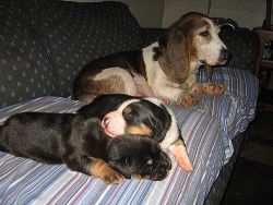 Gentle Temperament Basset Hound puppy for loving families