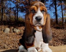 Very Special and Prettiest Basset Hound Puppies