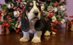 Well Socialized Basset Hound Puppies