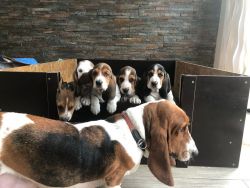 Basset Hound Puppies For Sale(xxx) xxx-xxx2