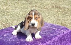 Beautiful AKC registered purebred basset hound puppies available