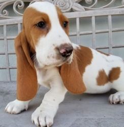 Urgent Basset Hound Puppy for Sale