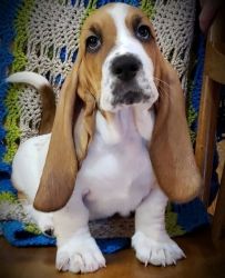Akc registered Male Basset Hound puppies ready for their new home