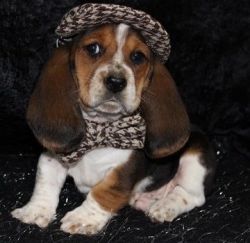 Health Certified Male and Female Basset Hound Puppies