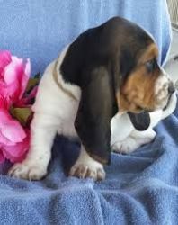 Male and Female Basset Hound puppies(100% Purebred)
