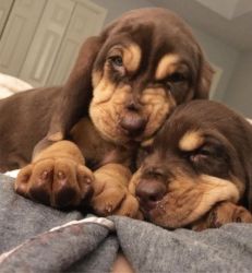 Lovely Basset Hound Puppies For Sale