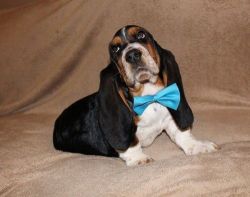 Lovely Home Raised Basset Hound Puppies Ready